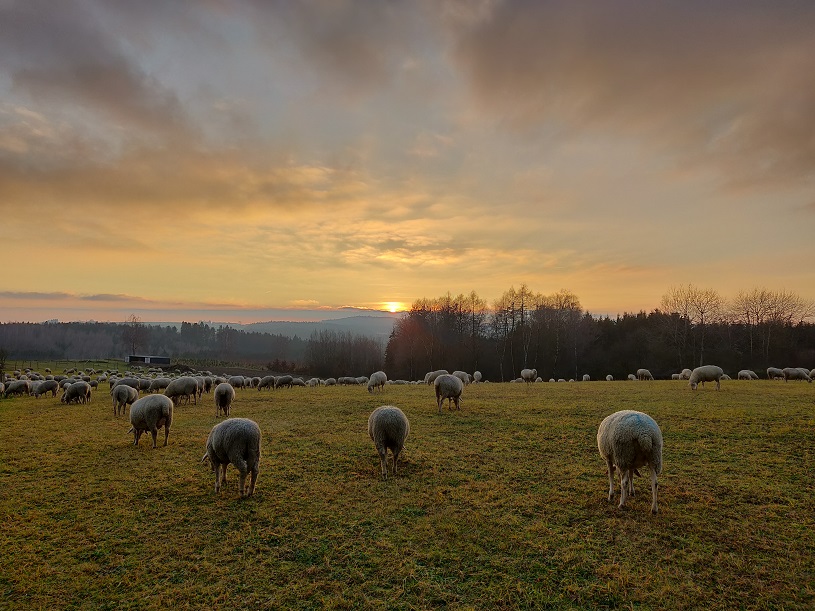 Schafe_Sonnenuntergang